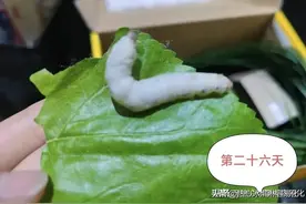 蚕的一生与桑叶的馈赠图片