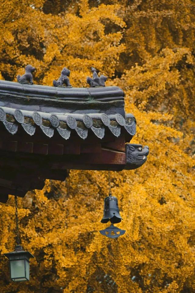 秋日顶流，风景绝美！留下最美的记忆