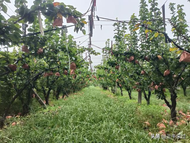 无为在歧路，国庆游淄博5