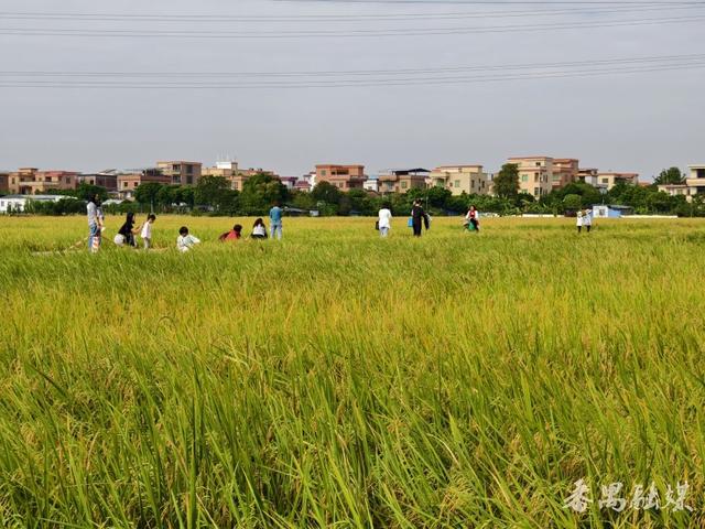 番禺区这片稻田变身网红打卡地，地铁直达“金色浪漫”游客纷至沓来