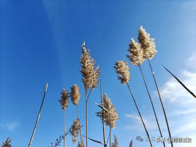 大连西山水库发现一大片芦苇,快来拍照呀