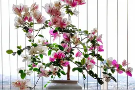 曾经“红极一时”的三角梅，为何没人养了？原来是这4个缺点致使图片