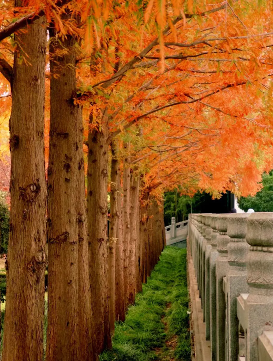 临沂「红杉」「红枫」浓度拉满，出片率100%