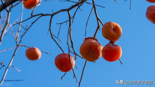 周末京郊赏秋摘柿子