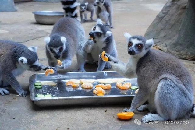 3月8日，鄂尔多斯送给所有女生的情书：免门票，请你来看白鲸！