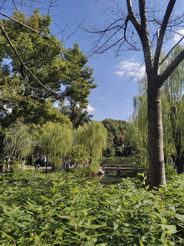 踏入苏州拙政园才懂得什么叫“一园藏尽江南梦”