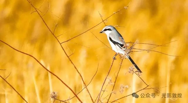 【美景敦煌】大漠孤烟直,党河落日圆