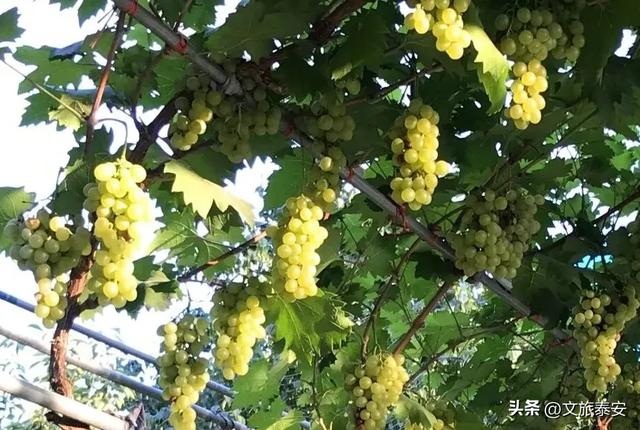 挖红薯！水果采摘！亲子牧场！来泰安，这场松弛感拉满的 “村游” 等你开启！