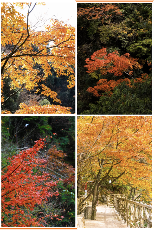 错过等一年！巴山大峡谷秋色刚开场，彩林已美成仙境！