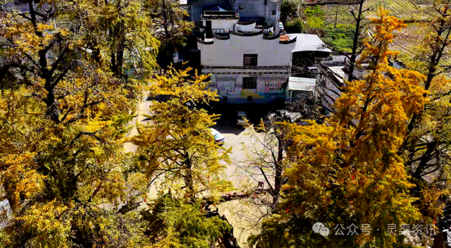 银杏古村披金纱 秦家大院引客来