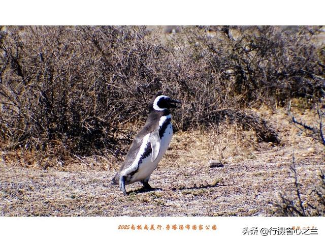 南极南美三国行游影记（76）—阿根廷旁塔汤布国家公园（三）