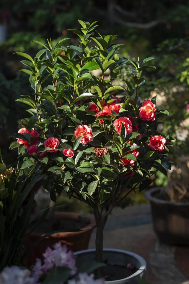 以花之名,邂逅满园春色