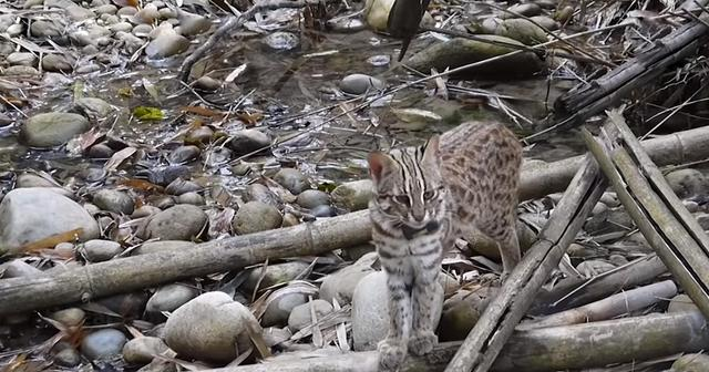 河南洛阳出现“石虎”，躲在草丛中被无人机拍到，眼神非常警惕
