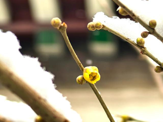 超惊喜——你想要的踏雪寻梅，安排！