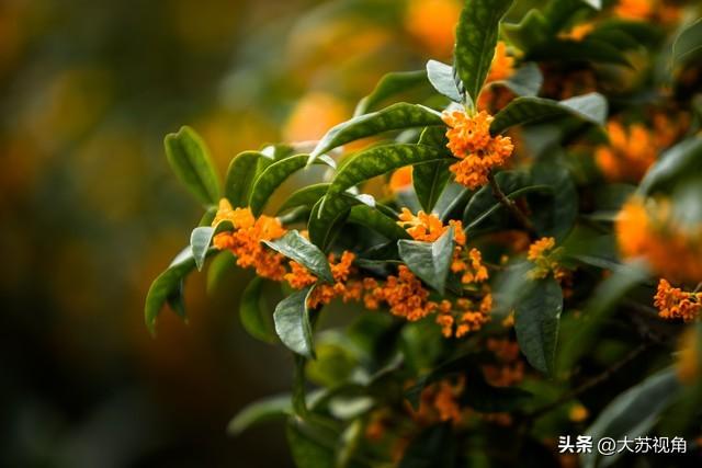 南京藏着“最老桂花”！500岁树龄+非遗米糕，成长三角打卡新宠