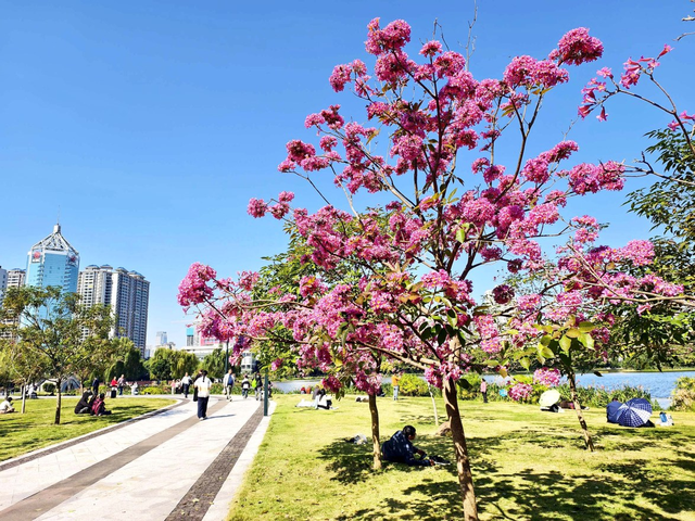 紫花风铃木盛开 南湖添亮丽景致