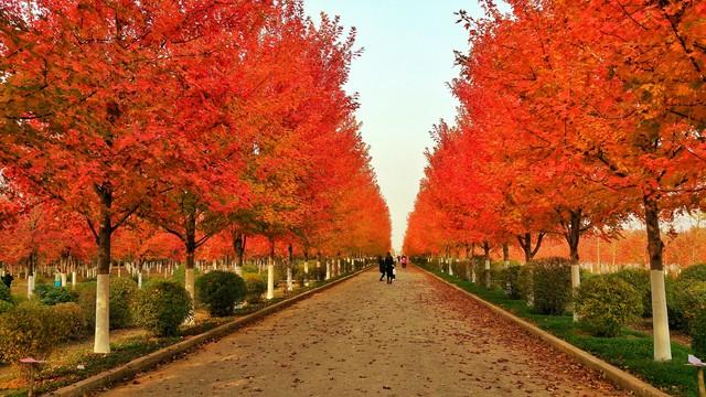 不藏了，美景天成：去辽宁这五处红叶佳景，体验最诗意的北国