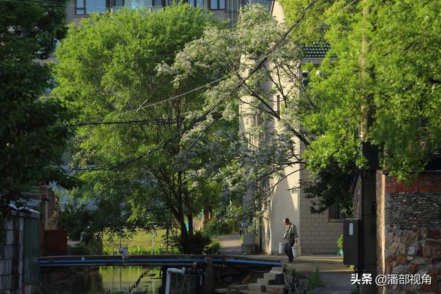 到无锡“楝城"去走走，看紫色，闻花香