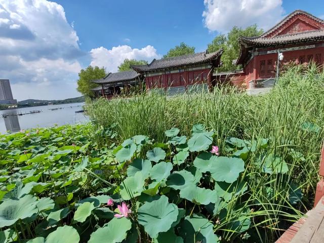 胶东农村的"马虎子"传说：比旅行更治愈，残荷边想起童年山野秘事