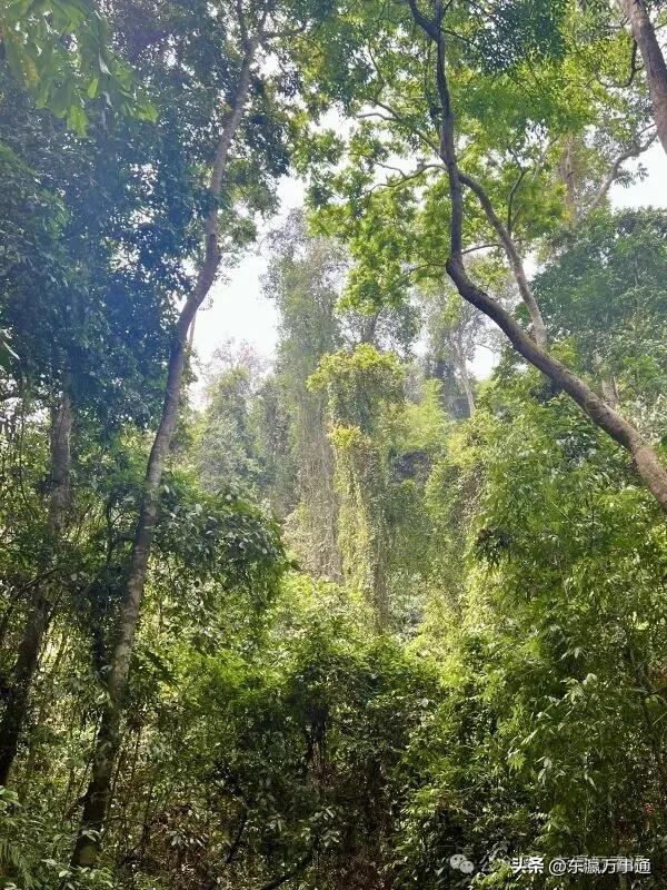 华媒走进西双版纳原始森林公园:看孔雀飞舞 访爱伲山寨 探原始森林