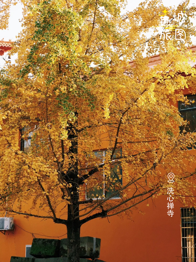 星城鎏金，银杏逐光