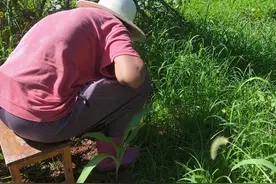 家里有一个老年痴呆症的婆婆图片