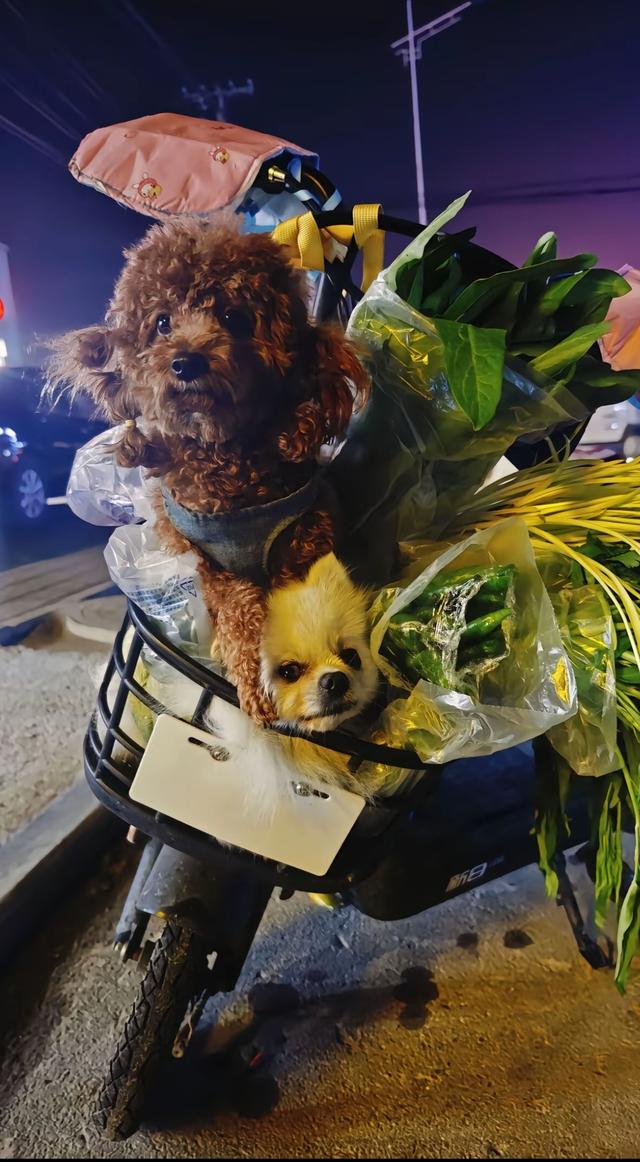 笑死了！每个骑电动车拿快递的铲屎官，都欠狗子一个道歉，哈哈~