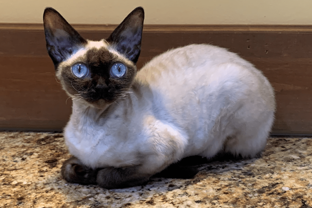 全世界100个宠物猫品种大赏！