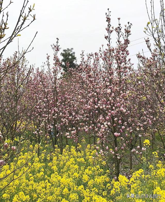 成都最浪漫的玉兰花开了，油菜花和玉兰花惊艳同框，让人赏心悦目