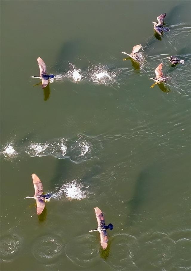 湖光山色 + 野鸭嬉戏！垫江迎风湖的初冬美景藏不住啦～