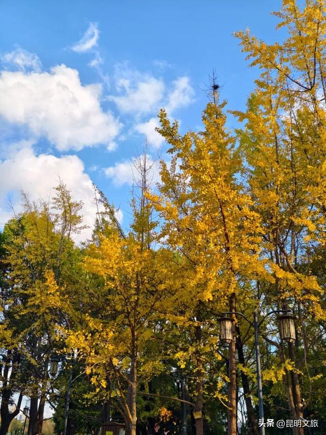 美爆！美爆！超全攻略！超出片！🤳昆明银杏黄金倒计时，抓紧时间冲~