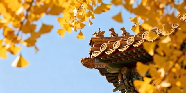 银杏树下人像摄影进阶！9个「落地就会」姿势，新手也能拍出大片