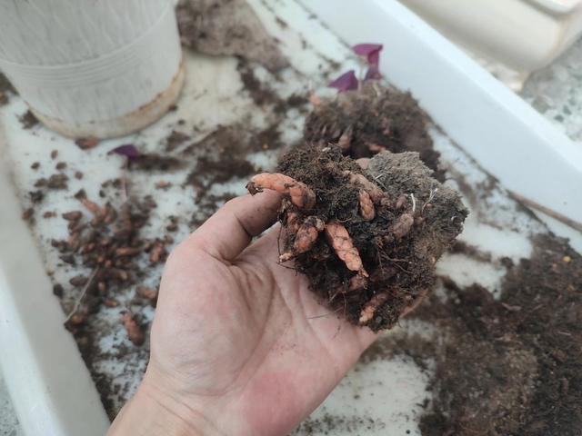 一定不要错过这5种花，沾土就活，皮实好看，懒人福音！