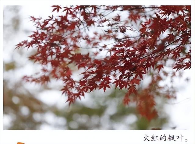 大美寿光｜漫步城市 邂逅绚烂秋景