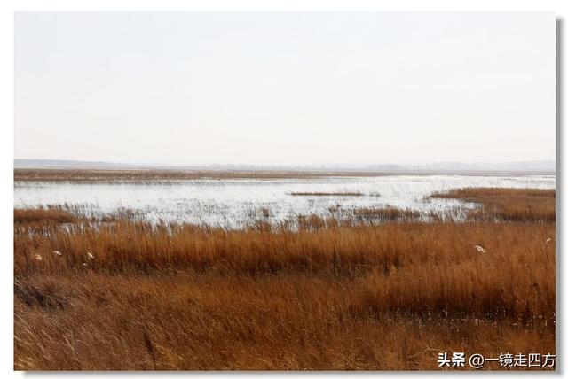 深秋时节，走进长春农安的波罗湖湿地