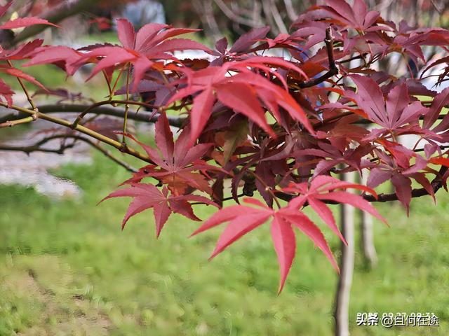 帽峰⼭:山顶有广州最古老岩石，这里红叶，为何在9月就如此红艳？