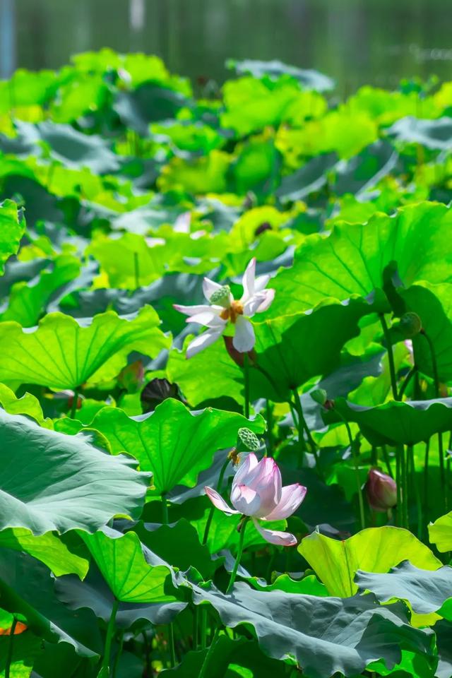 藕花深处棹歌远，江汉夏日荷风集