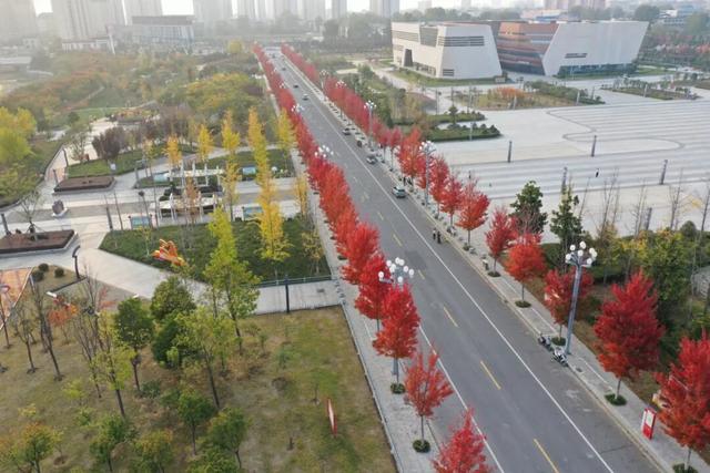 @所有泌阳人：十月末，赴一场县文化中心的红枫之约