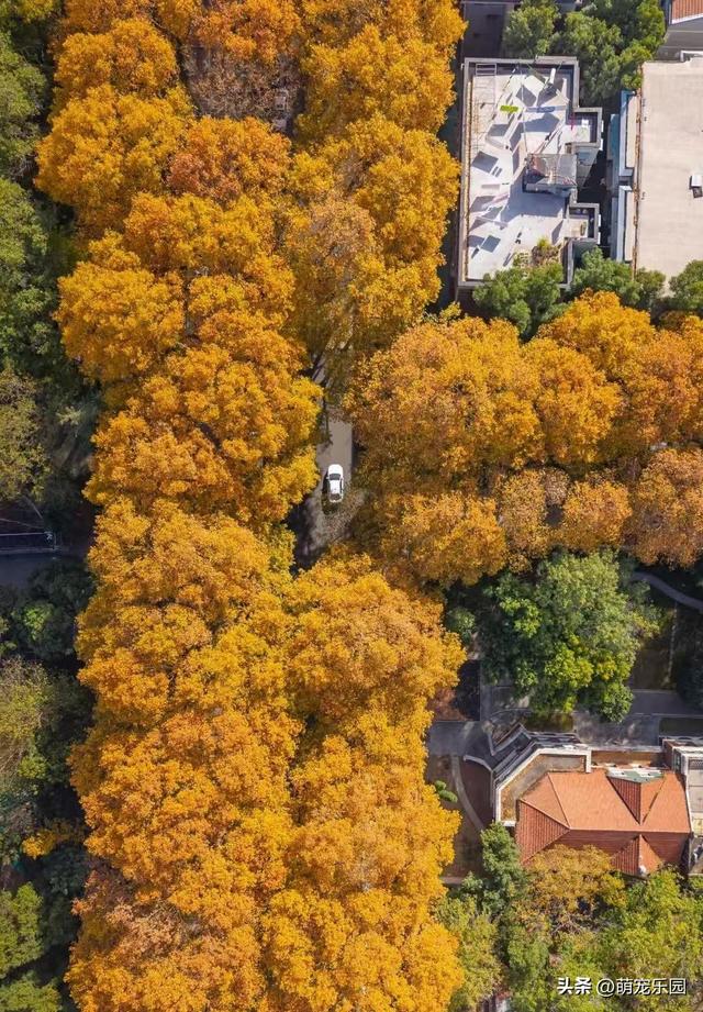 武汉深巷现绝美秋景，六百棵法桐换装，游客误入金色秘境