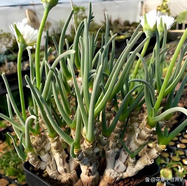 女子晒“已苏醒的小兔子”，萌萌的好可爱，网友：长大后会变残