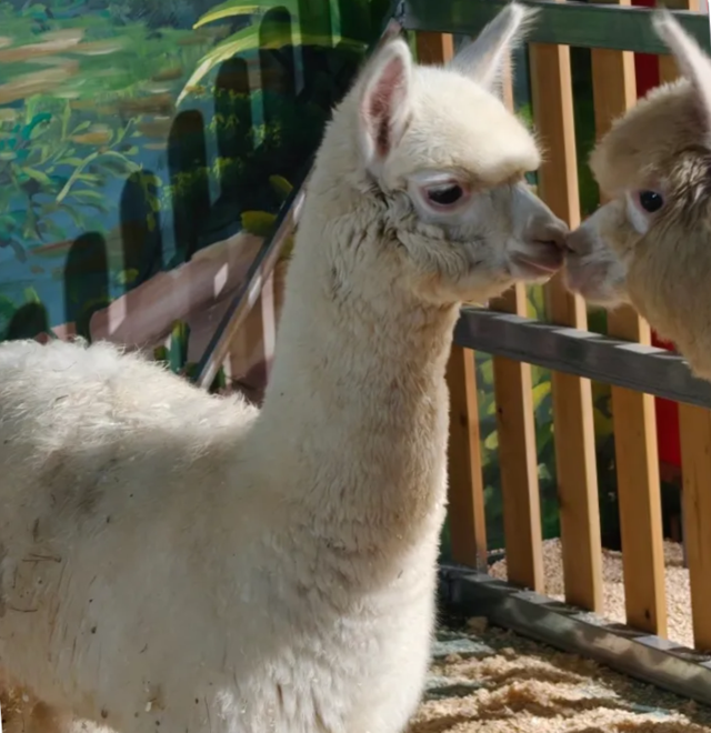 临沂太会玩了！你的短途出行计划，一键收藏