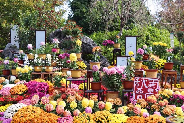 宁波这处风景进入最佳观赏季，秋菊叠影色彩缤纷，堪称秋日盛宴