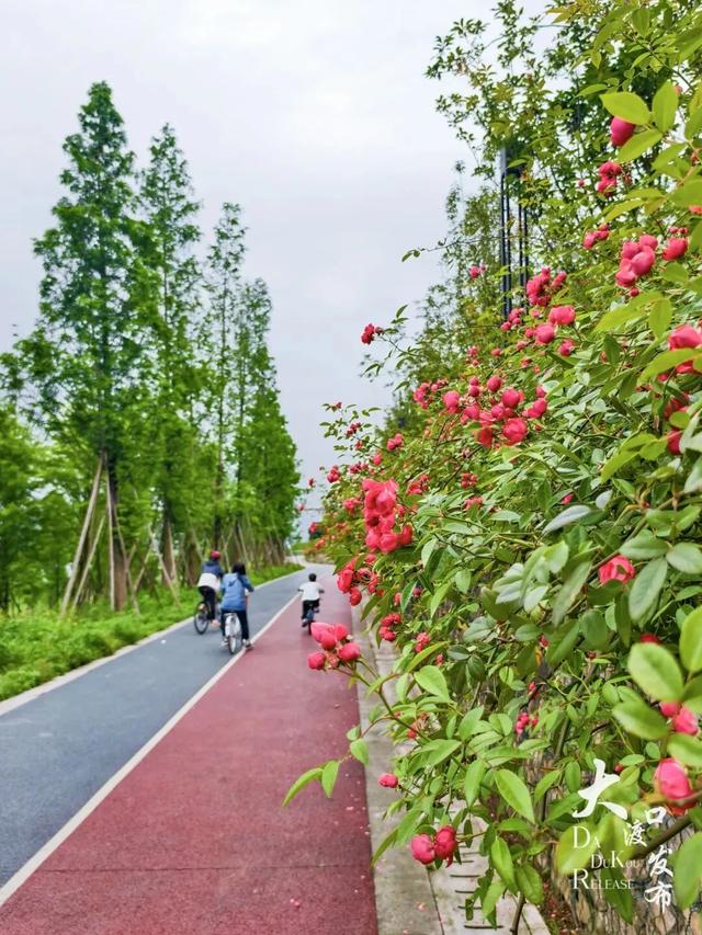 骑行，到大渡口（附线路）