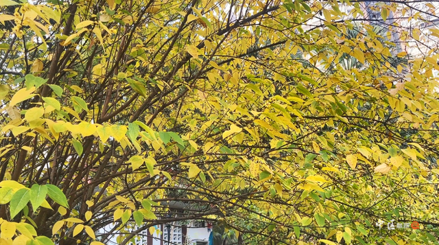 城建靓区 | “冬日限定”已上线！内江市中区这抹“甜城暗香”太治愈了