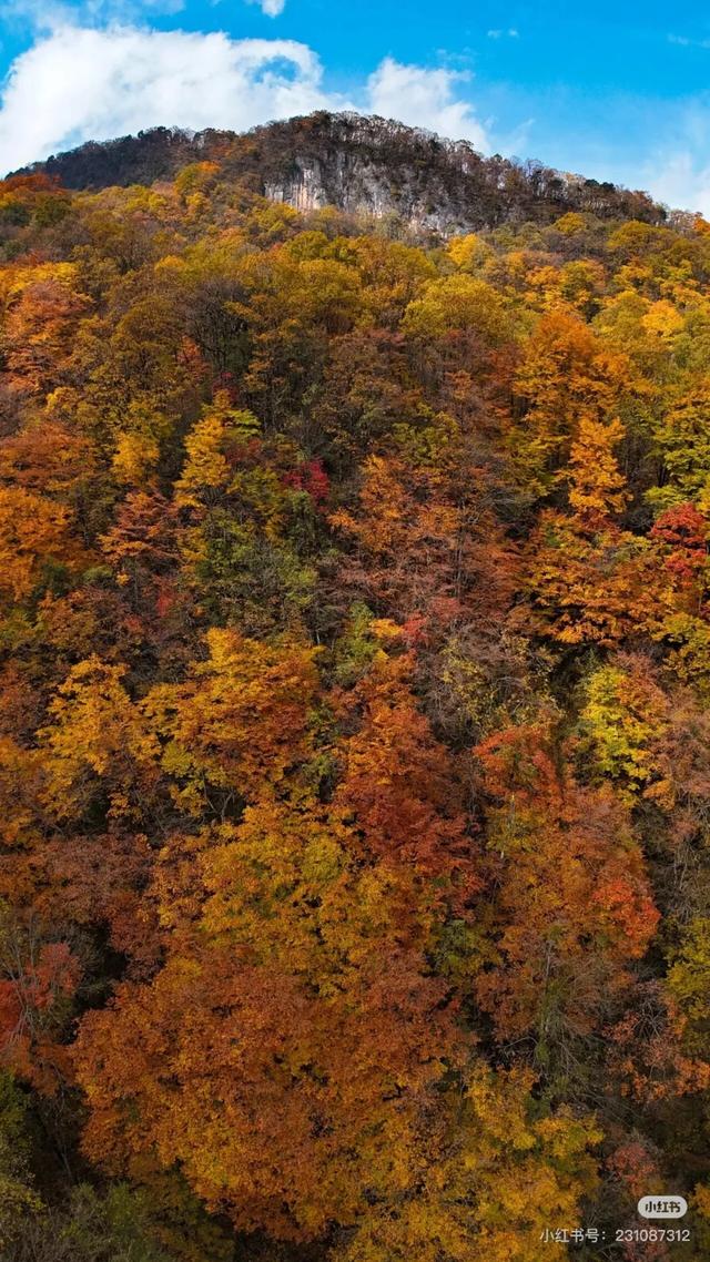 汉中人的私藏赏秋地，一键解锁「无痛爬山+油画森林+云端限定浪漫」的三重体验！