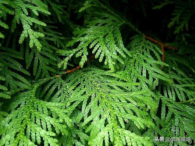 双柏连理处，情定九峰间