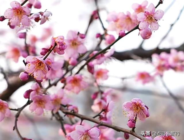 成都3000亩梅林开花了，被称为成都“小林芝”，非常震撼，免费！