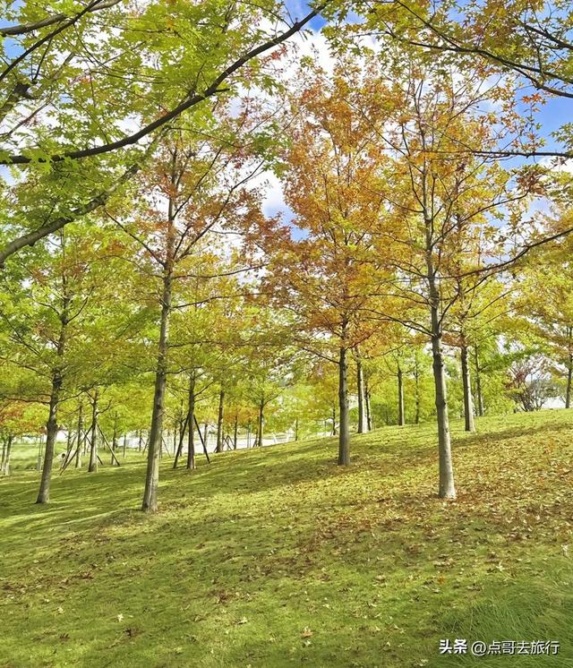 成都市区4大枫叶观赏地，彩林超惊艳，都不要门票，公交车可达！