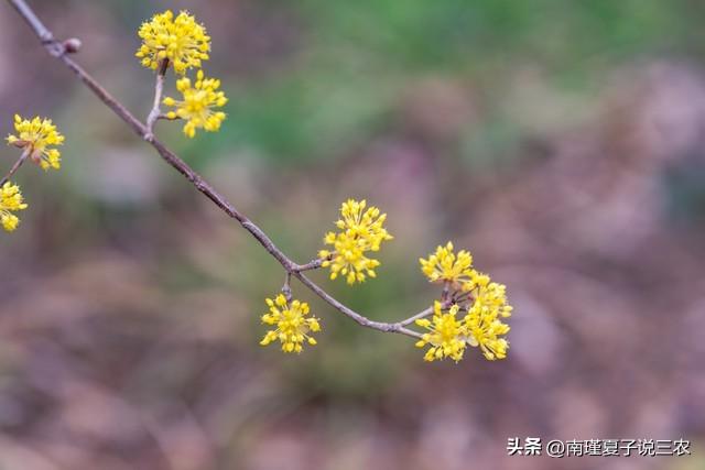 29日重阳节，记住“3习俗，2注意，1不吃”，家人安康一整年