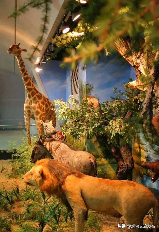 【乐游烟台】十二月好去处丨雪雪雪!烟台即将美成仙境